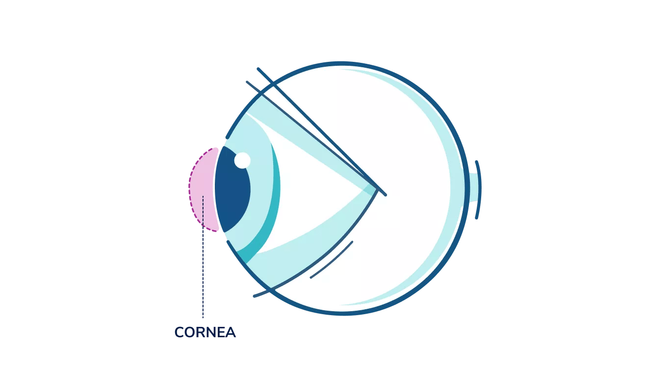 Illustration of any eye highlighting the Cornea