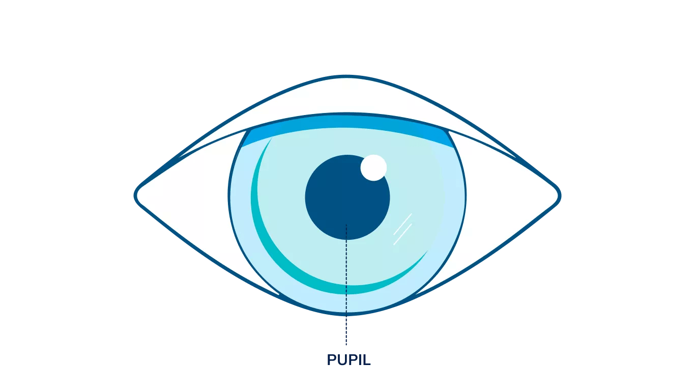 An illustration showing where the pupil is in the eye.