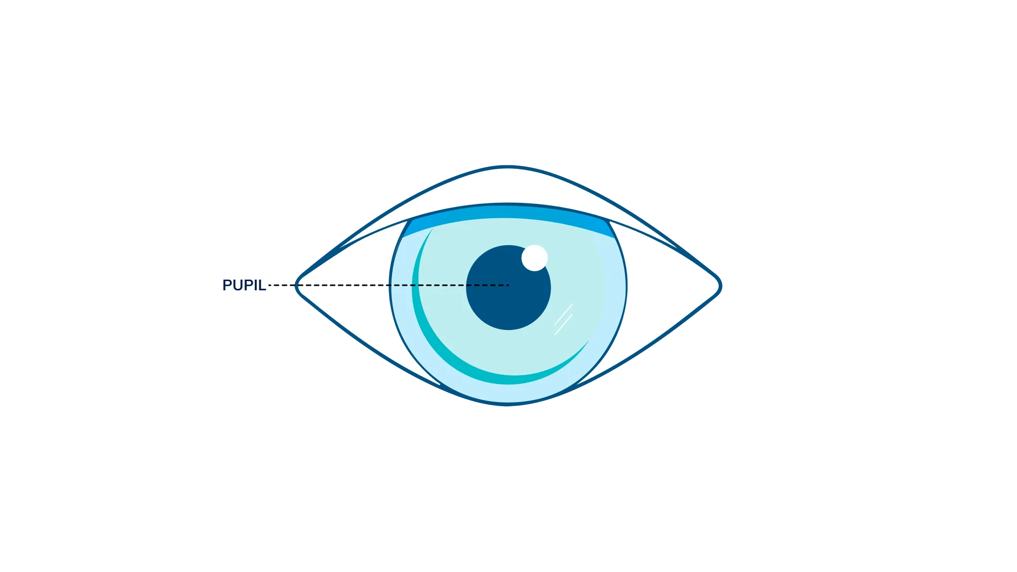 An illustration showing where the pupil is in the eye.