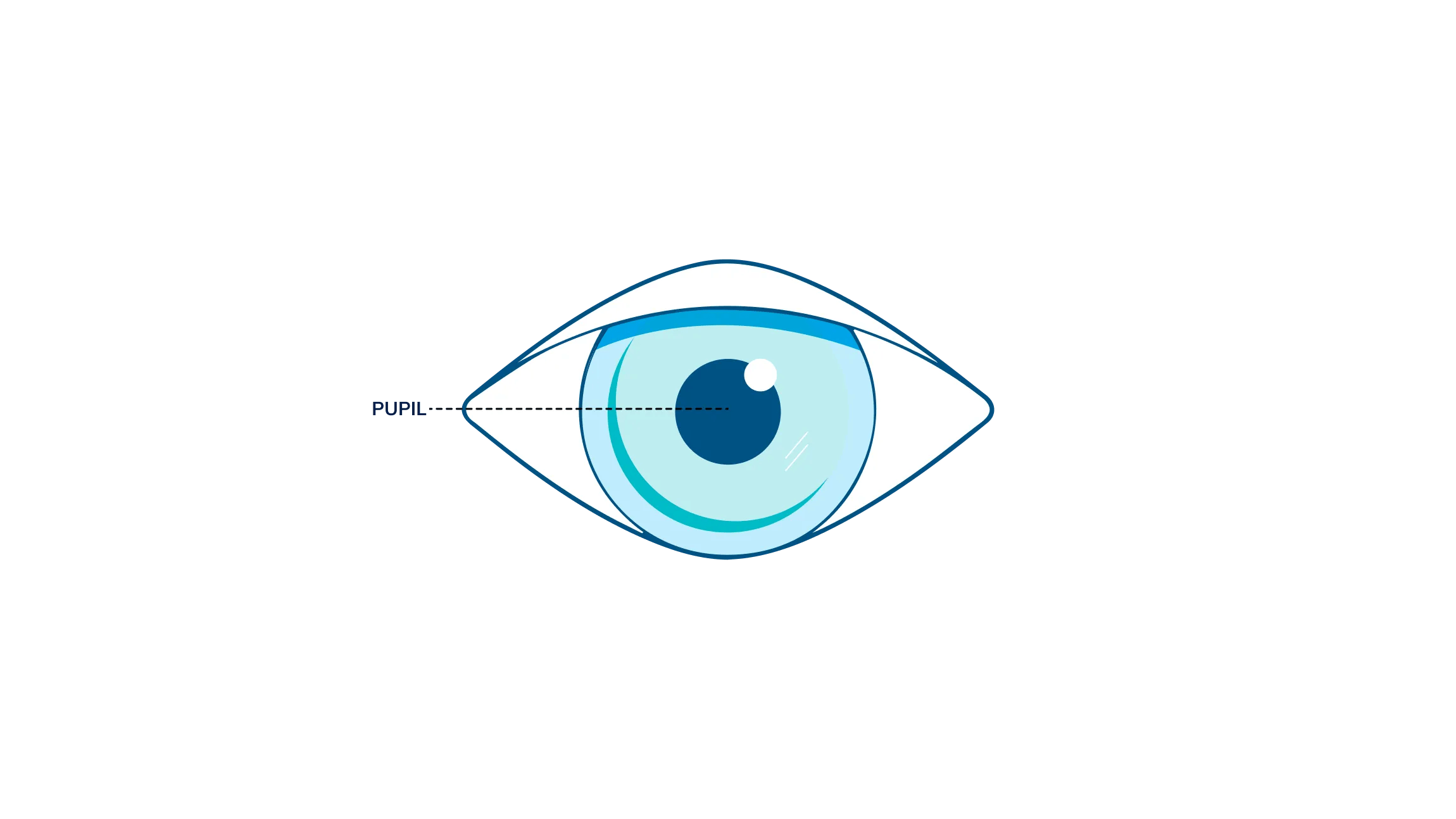 An illustration showing where the pupil is in the eye.