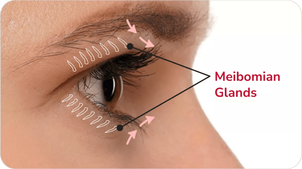 Melbomian Glands image illustration