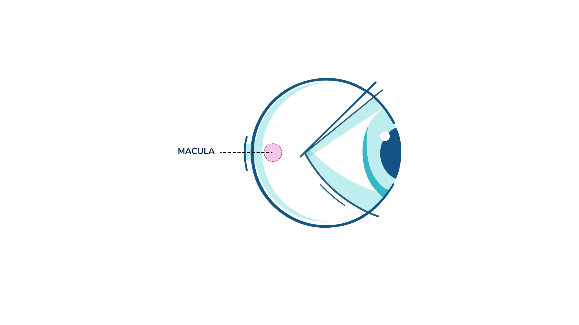 An illustration showing where the macula is in the eye.