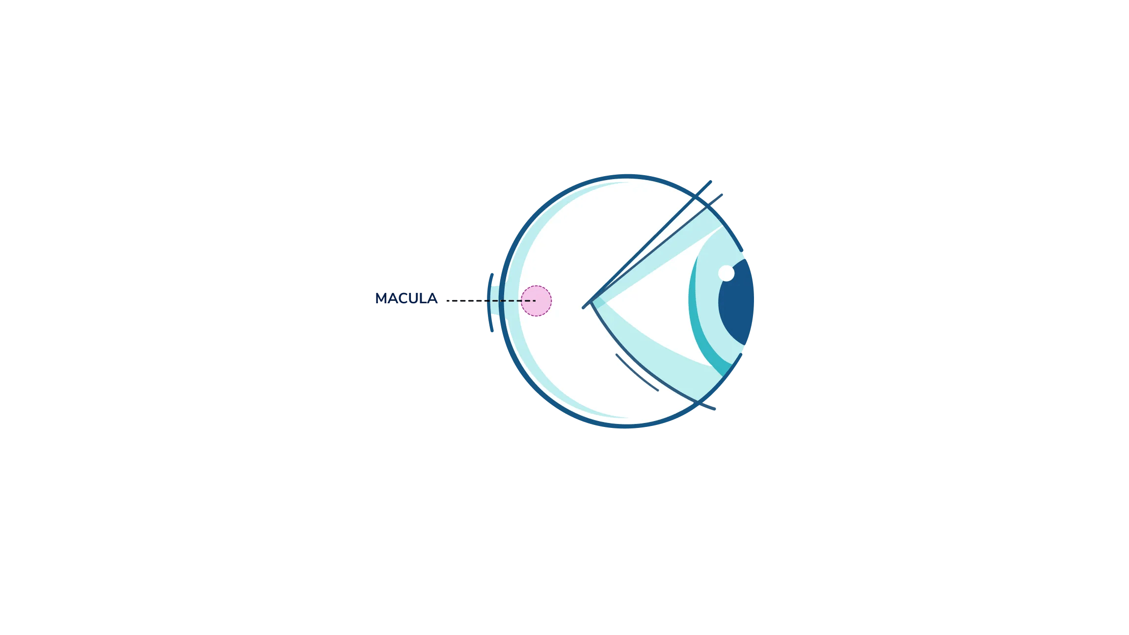 An illustration showing where the macula is in the eye.