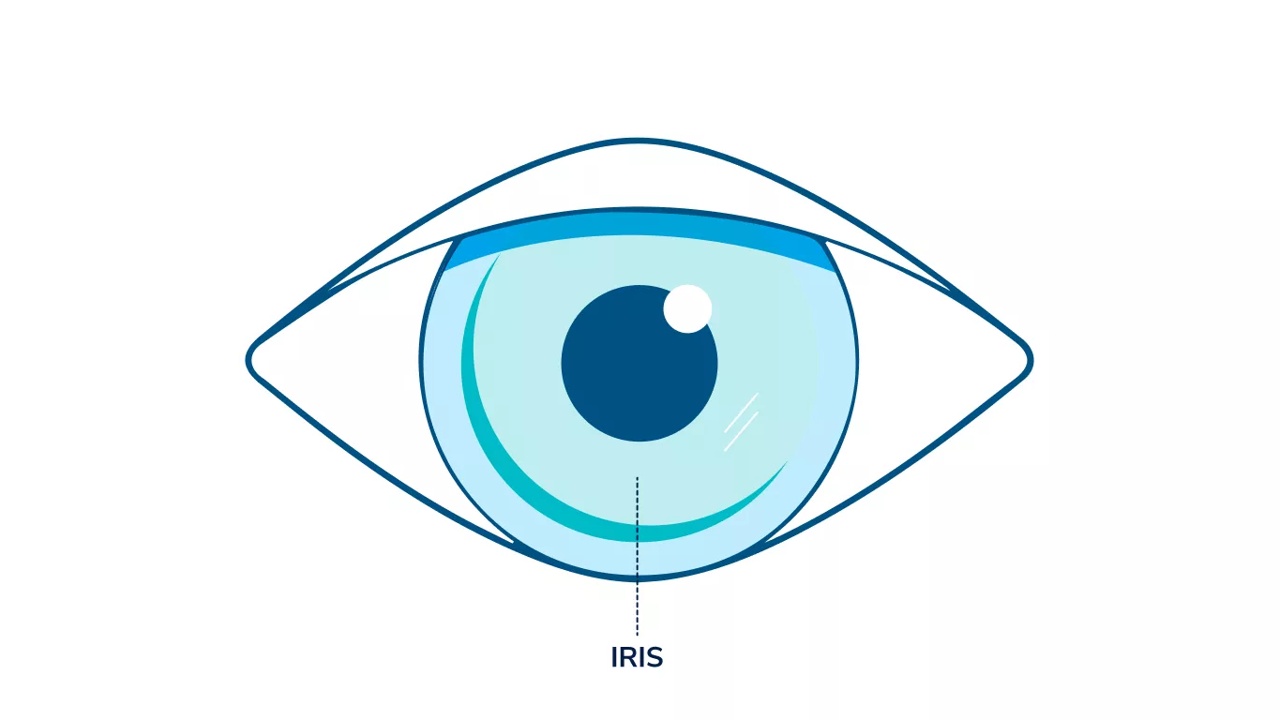 Illustration af et øje, der fremhæver iris