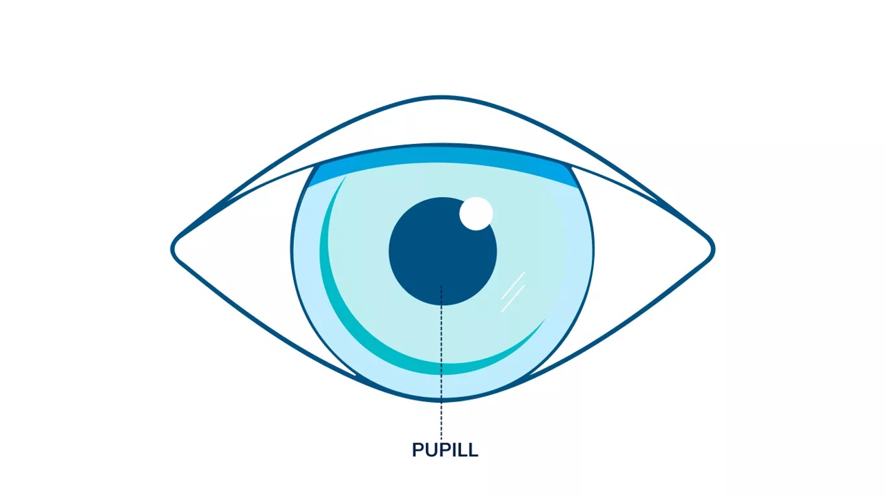 Illustrasjon av et øye som fremhever pupillen