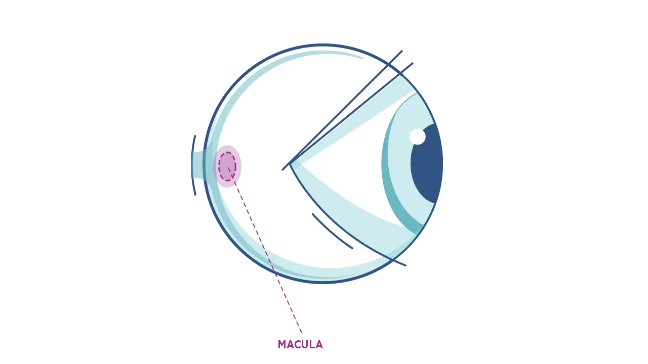 Illustration de la macula