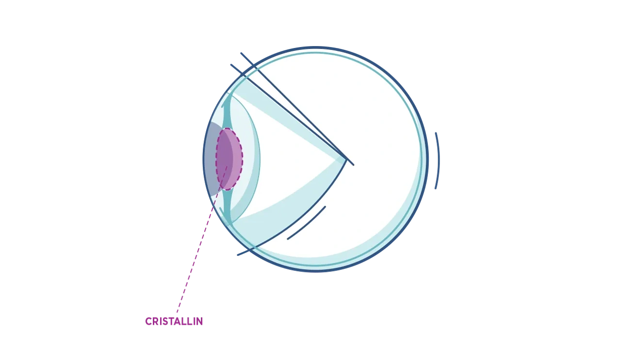 Illustration du cristallin