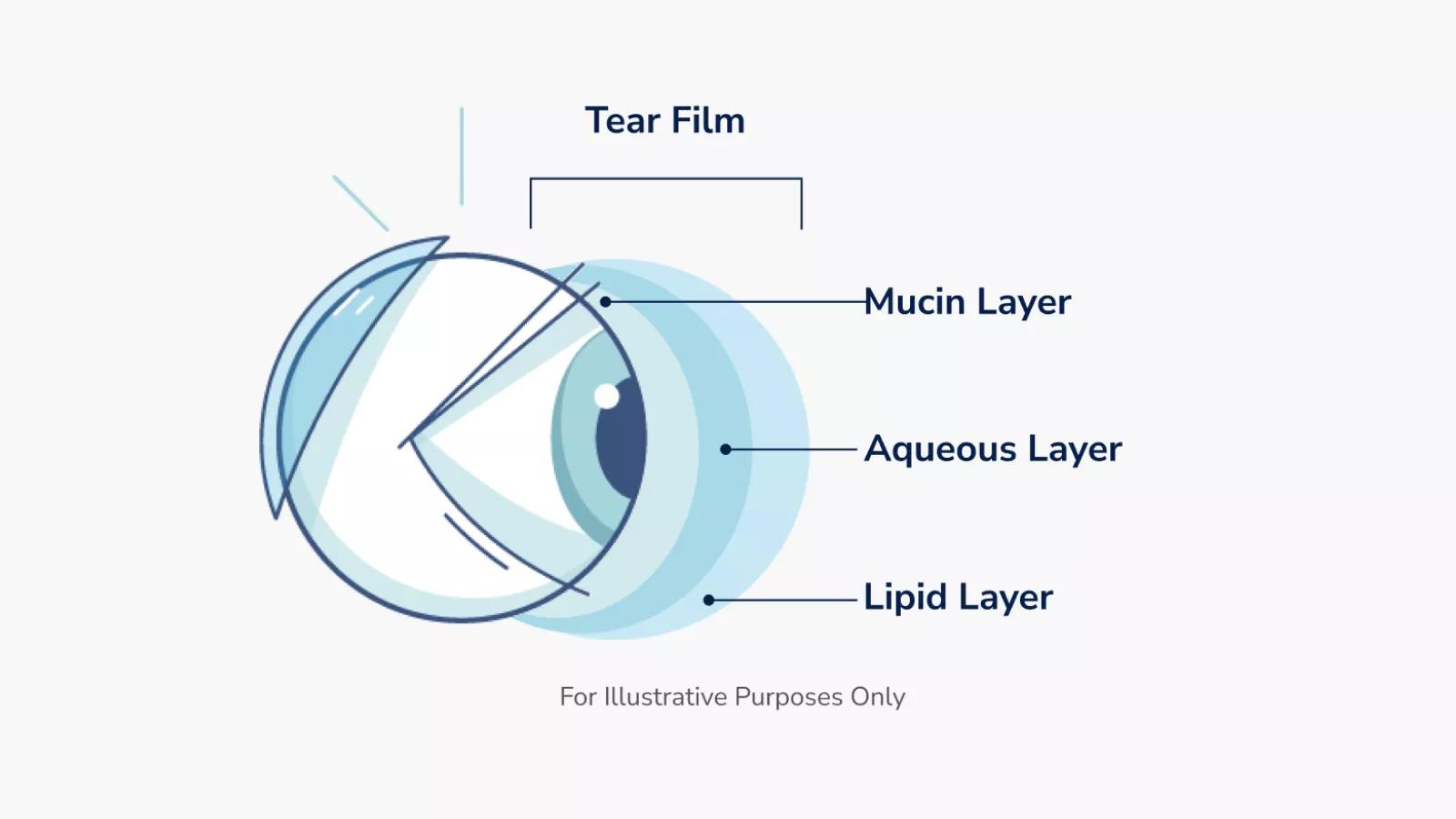 Illustration of the side view of an eye with the different tear film layers identified