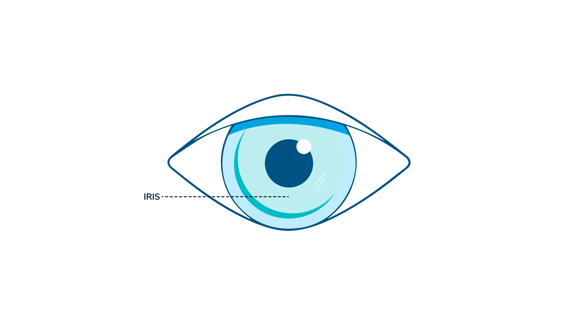 An illustration showing where the iris is in the eye.