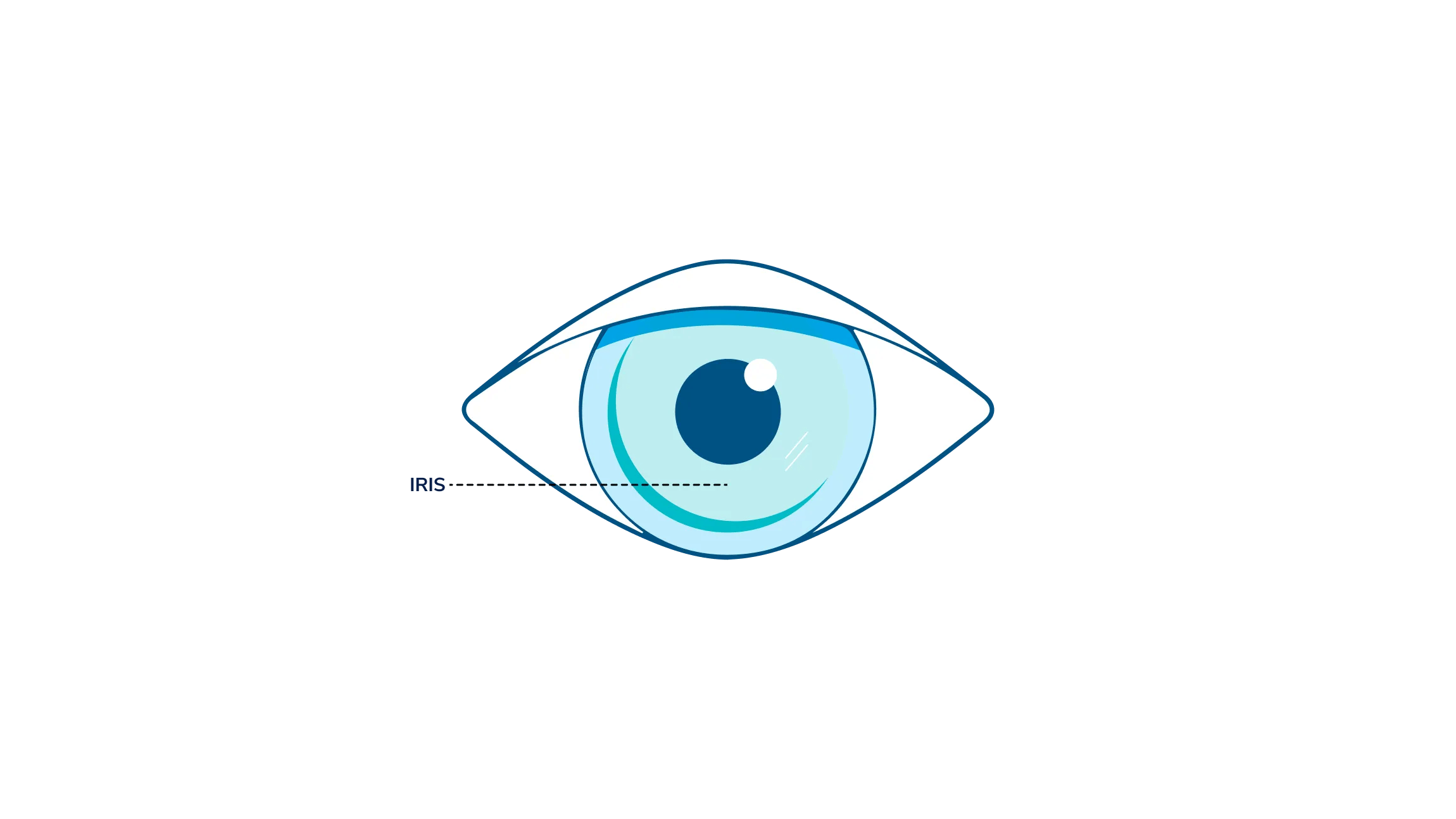 An illustration showing where the iris is in the eye.