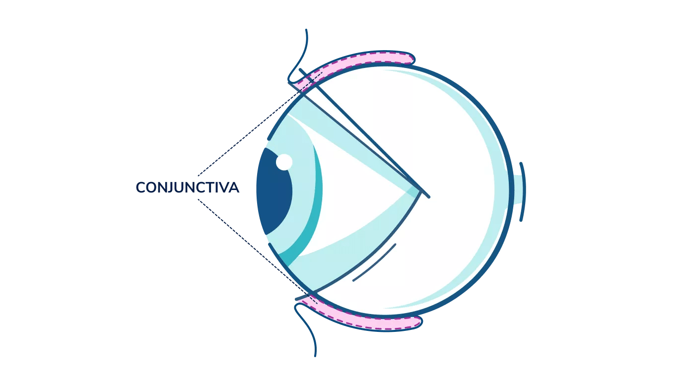 Illustration of any eye highlighting the Conjunctiva